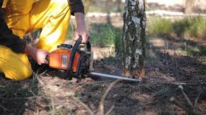 Best Commercial Tree Services  in Eureka, MT